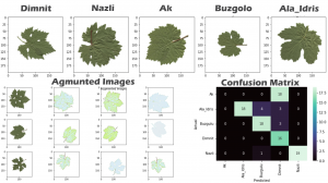 Grapevine Leaves Classification